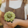 Green Envy Zinnia
