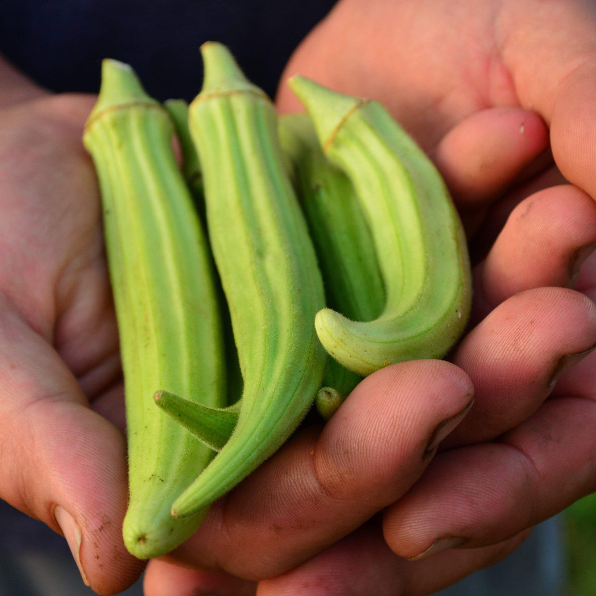 Fife Creek Cowhorn Okra