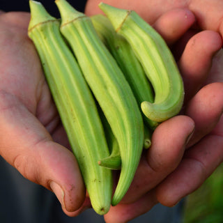 Fife Creek Cowhorn Okra