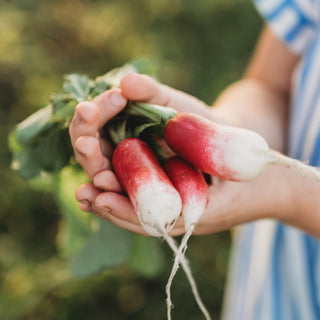 French Breakfast Radish