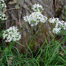 Garlic Chives