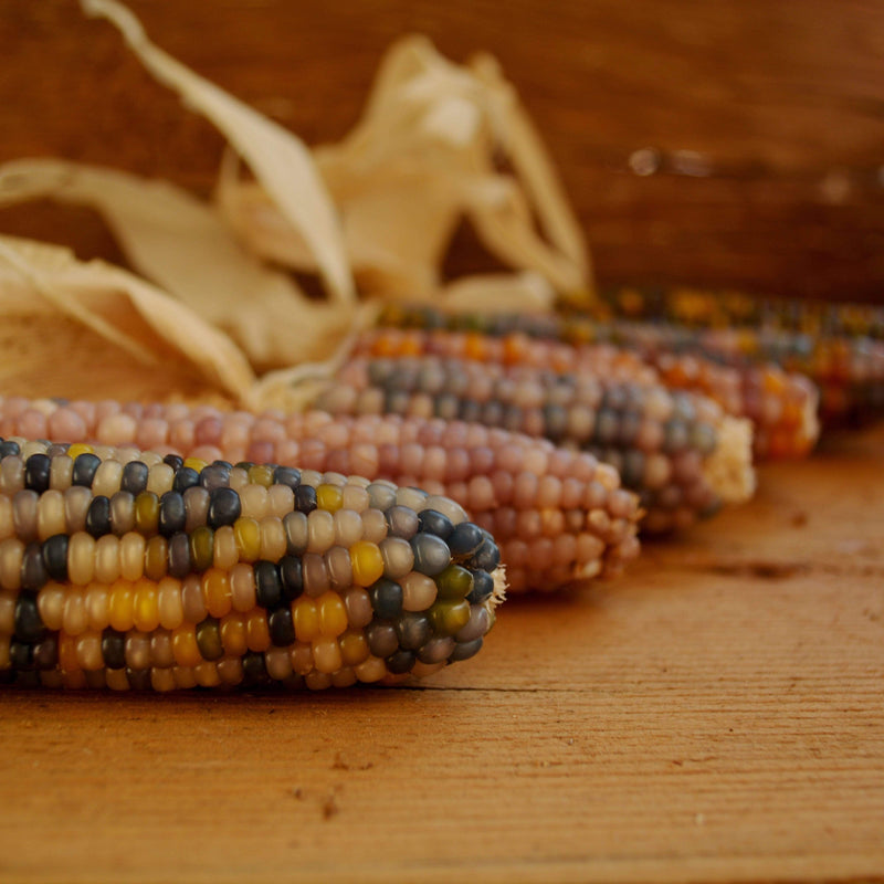 Glass Gem Corn