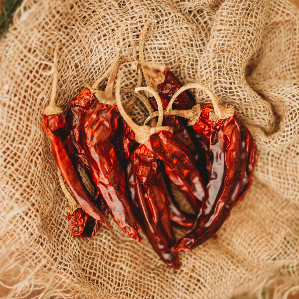 Guajillo Chile Pepper Seeds
