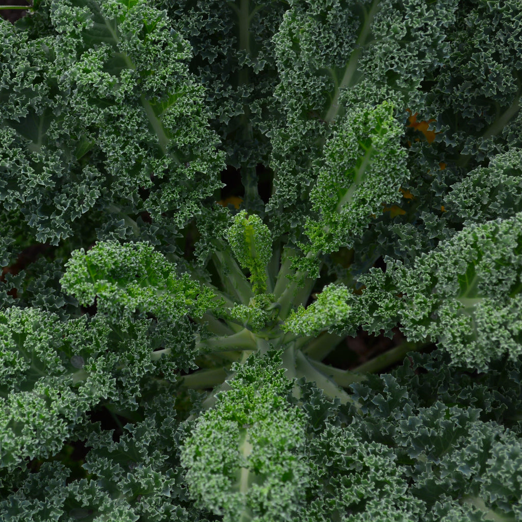 Halbhoher Gruner Krauser Kale