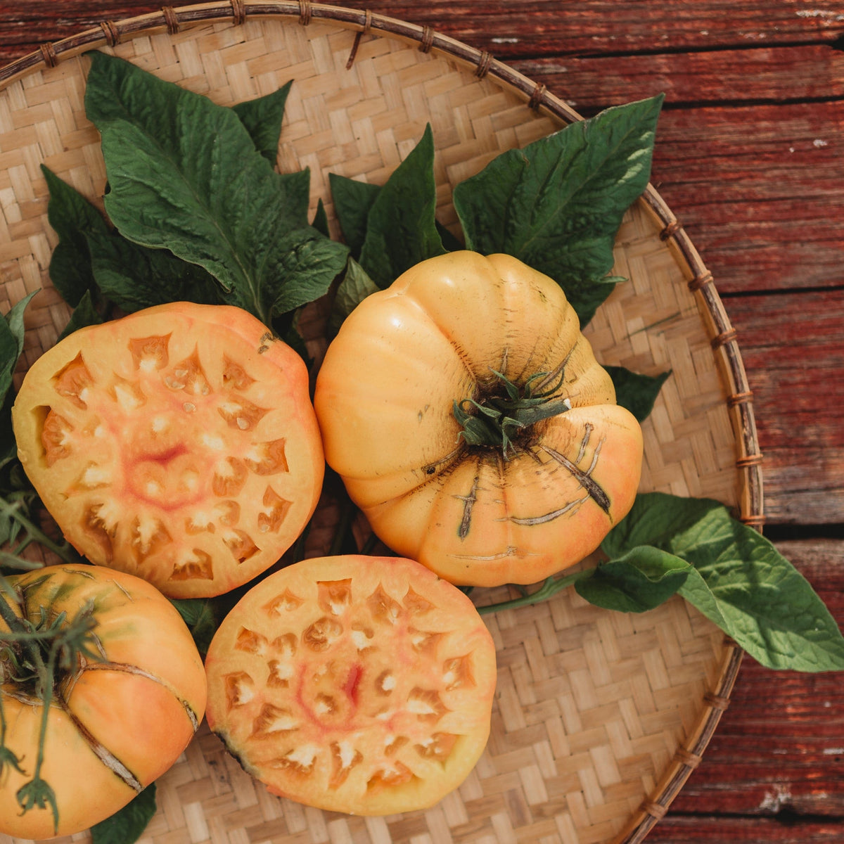 Hillbilly Potato Leaf