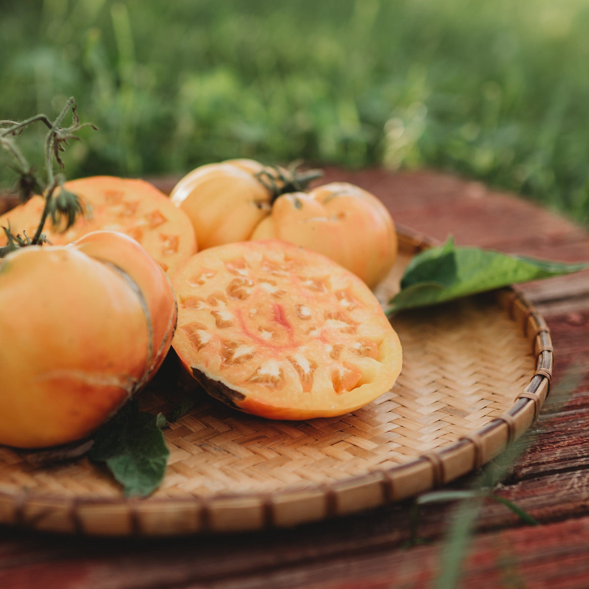 Hillbilly Potato Leaf