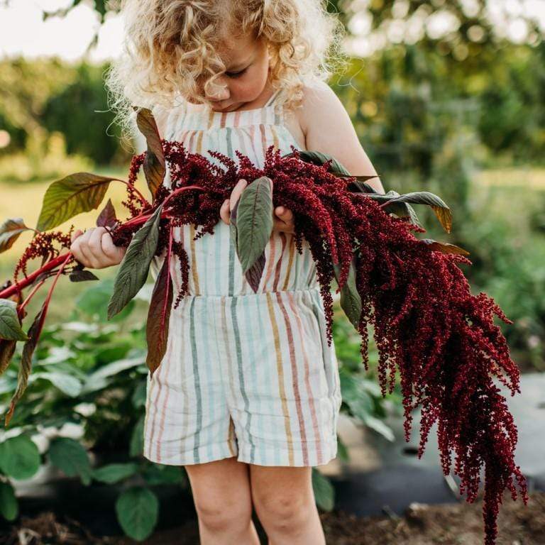 Hopi Red Dye Amaranth