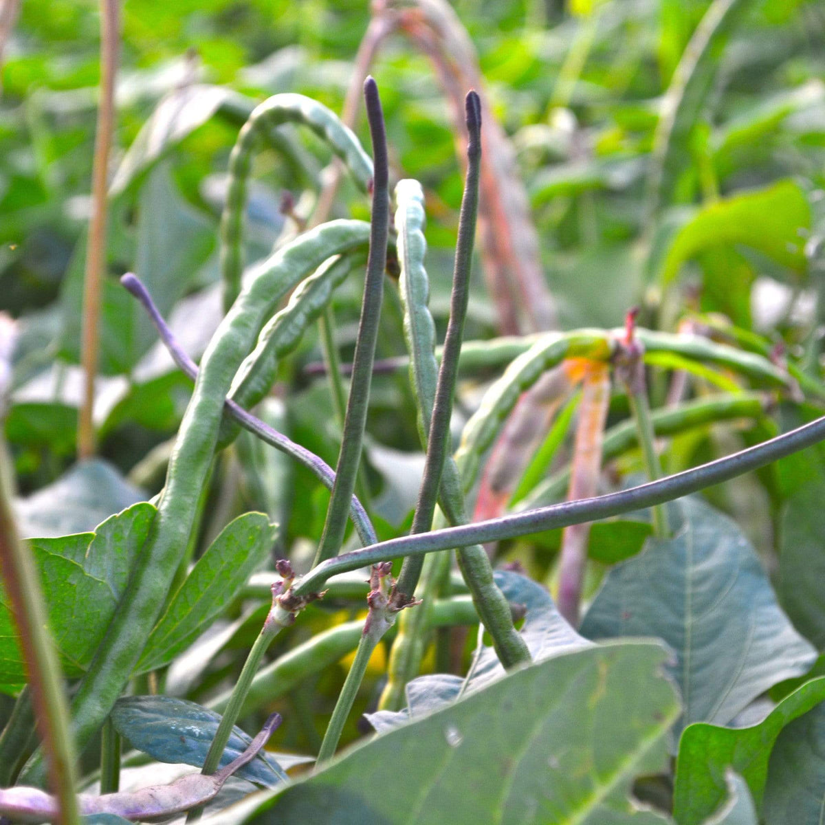 Italian Black Cowpea