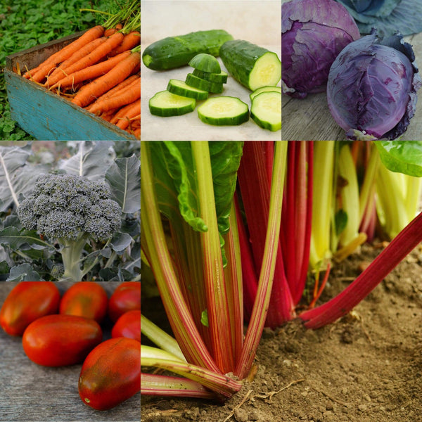 Juicing Garden Collection Thresh Seed Co.