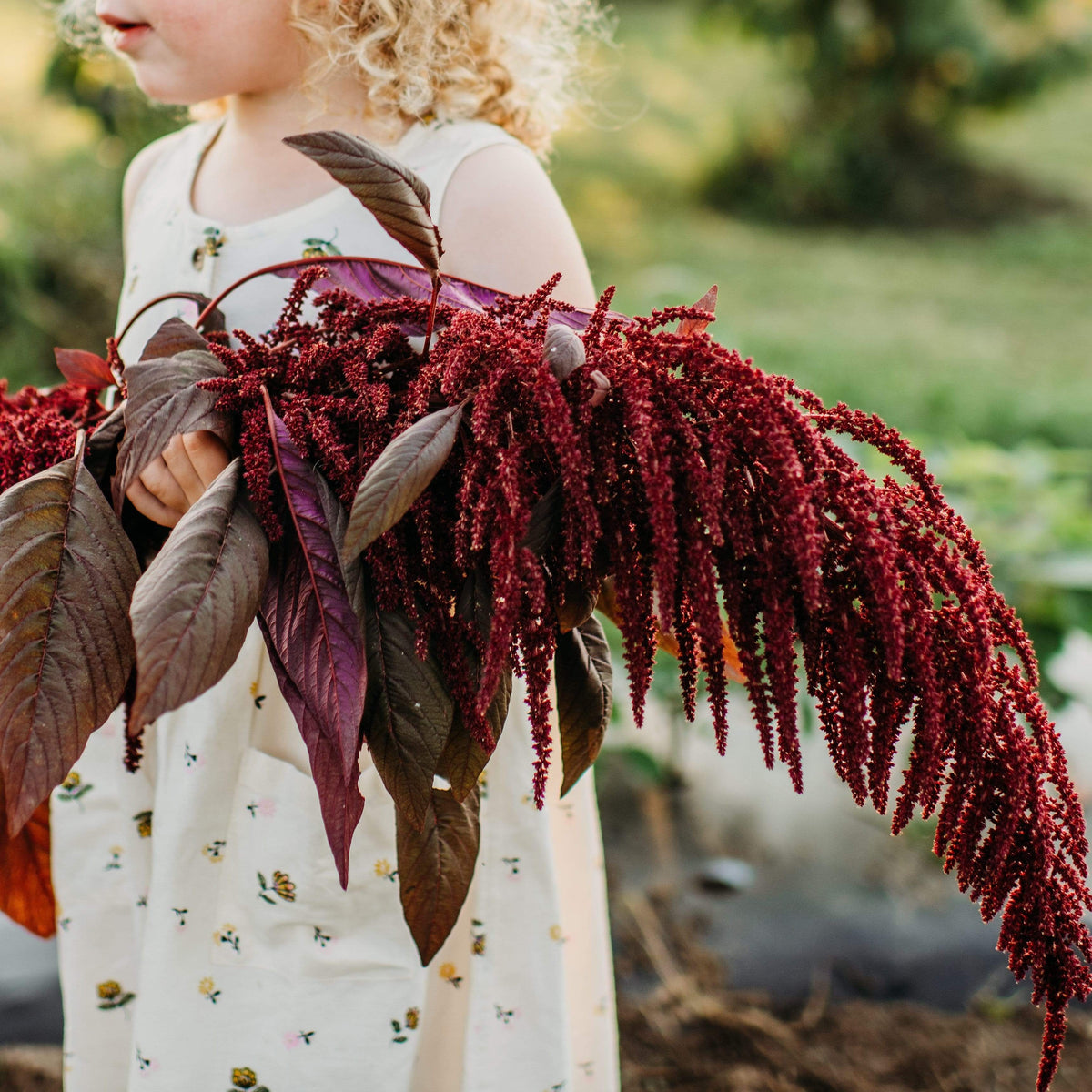 Kerala Red Spinach Amaranth