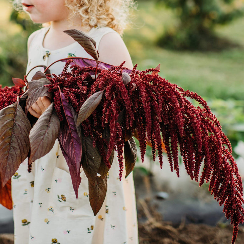 Kerala Red Spinach Amaranth