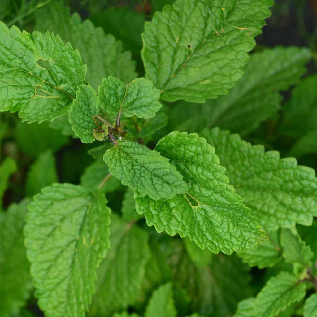 Lemon Balm Seeds