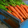 Little Fingers Carrot