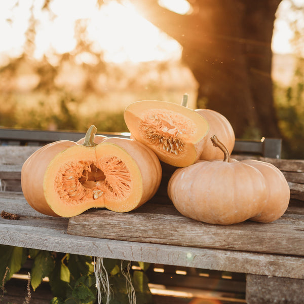Long Island Cheese Squash Thresh Seed Co.