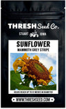 Mammoth Grey Stripe Sunflower