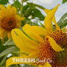 Mammoth Grey Stripe Sunflower