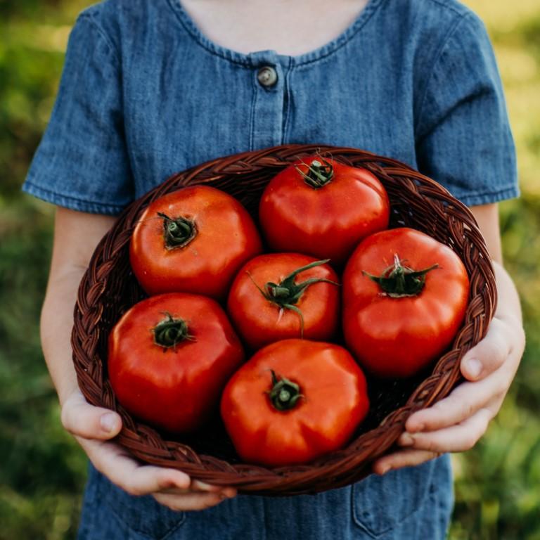 Mule Team Heirloom Tomato Seeds