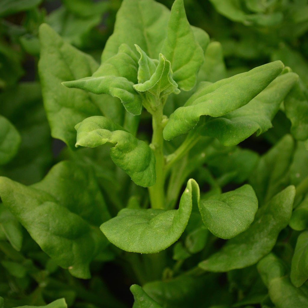 New Zealand Spinach Seeds