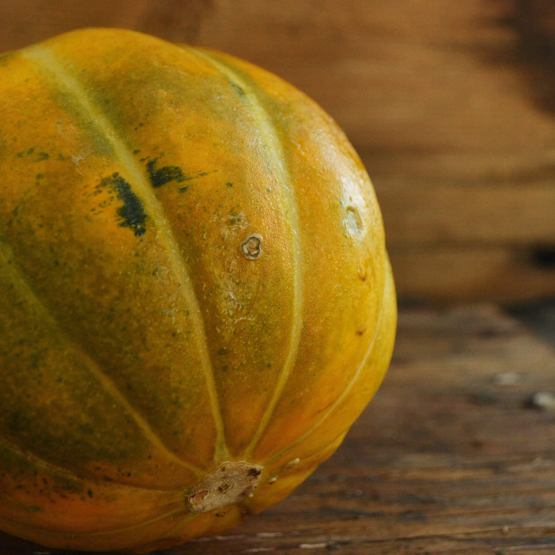 Noir des Carmes French Cantaloupe
