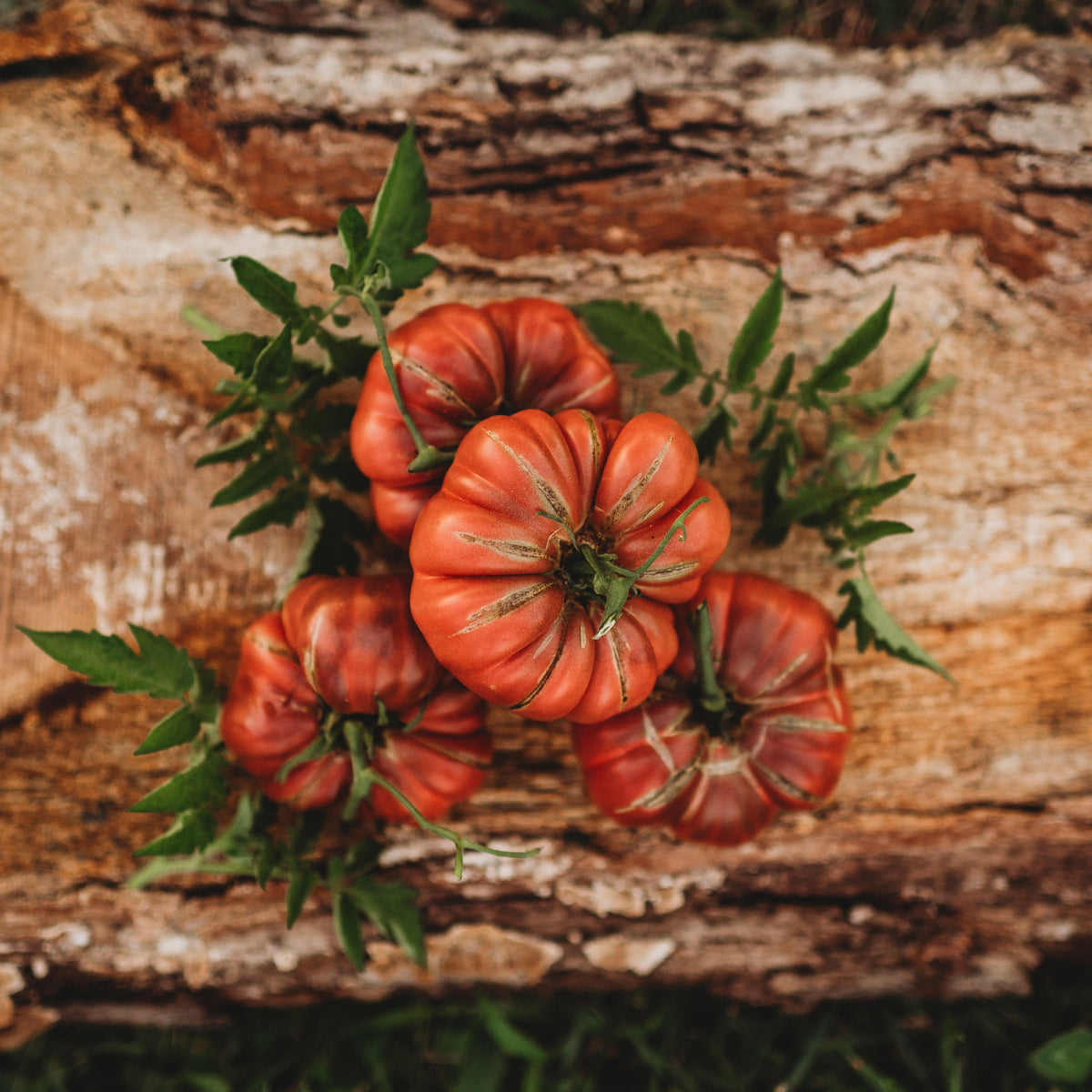 Noire de Coseboeuf Scalloped Purple Tomato
