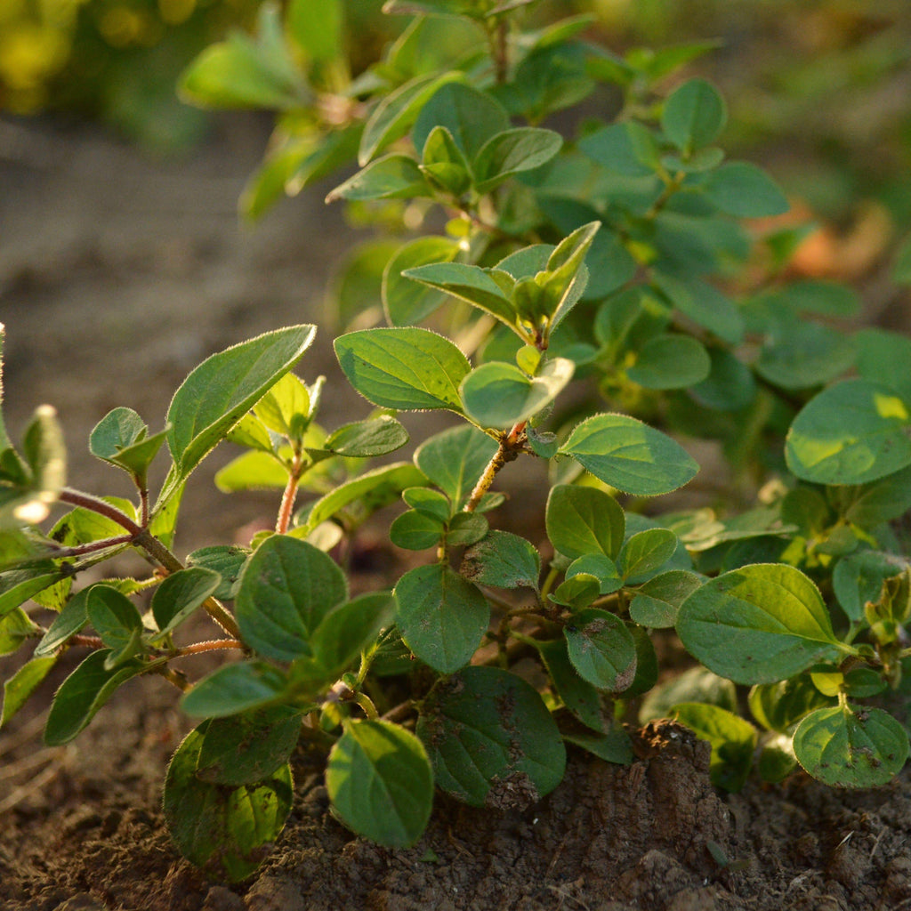 Oregano, Common Seeds