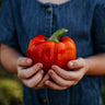 Ozark Giant Bell Pepper