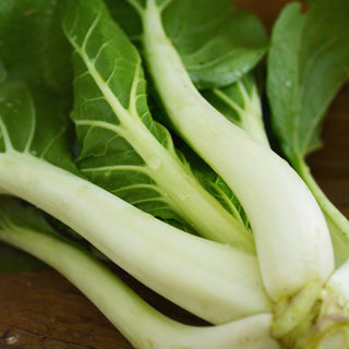 Pak Choi White Stem (Bok Choy)