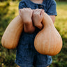 Pennsylvania Dutch Crookneck Squash