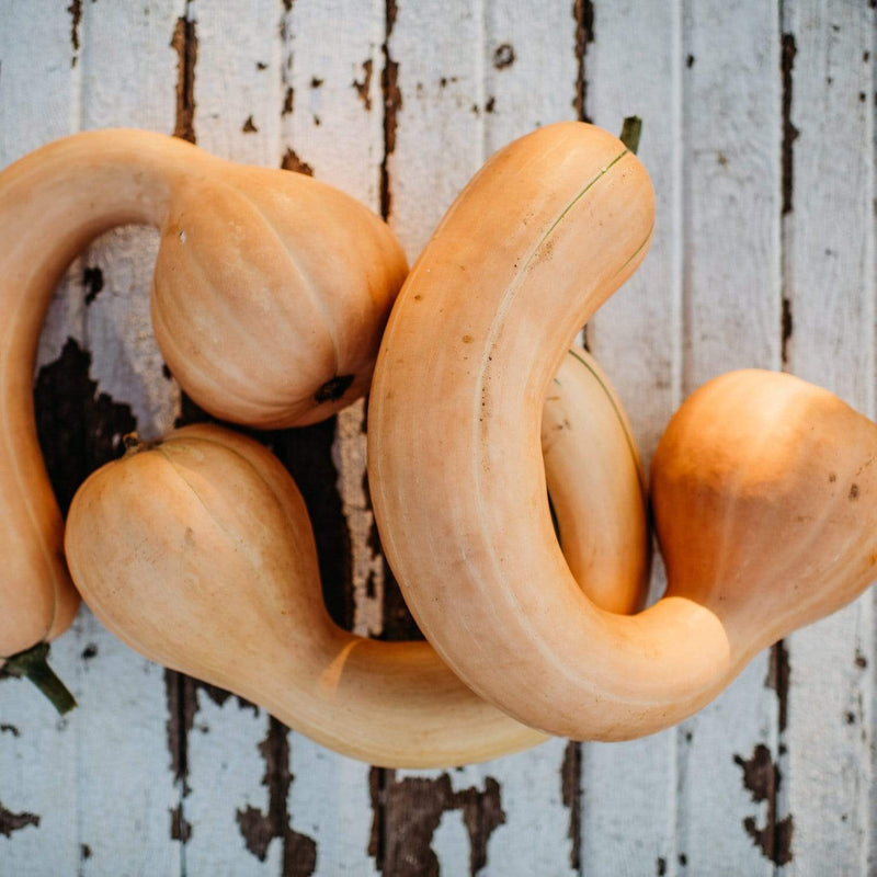 Pennsylvania Dutch Crookneck Squash
