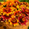 Persian Carpet Mexican Zinnia