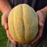 Pride of Wisconsin Muskmelon