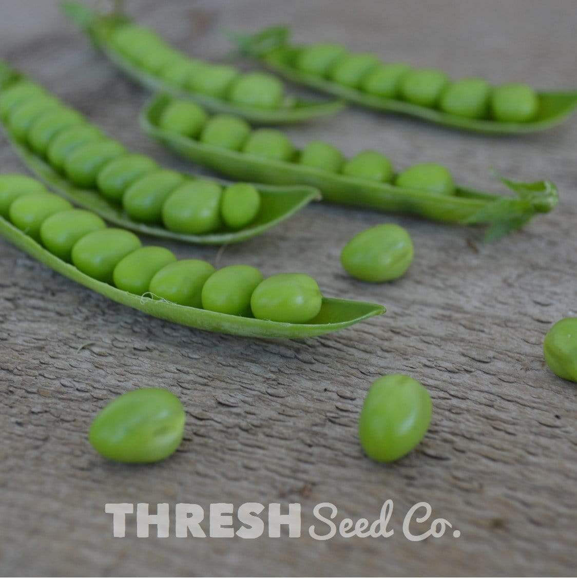 Progress No. 9 Shelling Pea