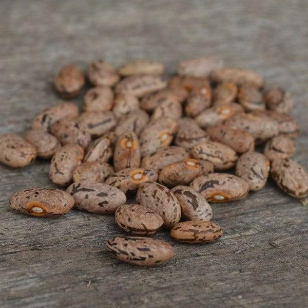 Rattlesnake Snap Pole Green Bean Thresh Seed Co.