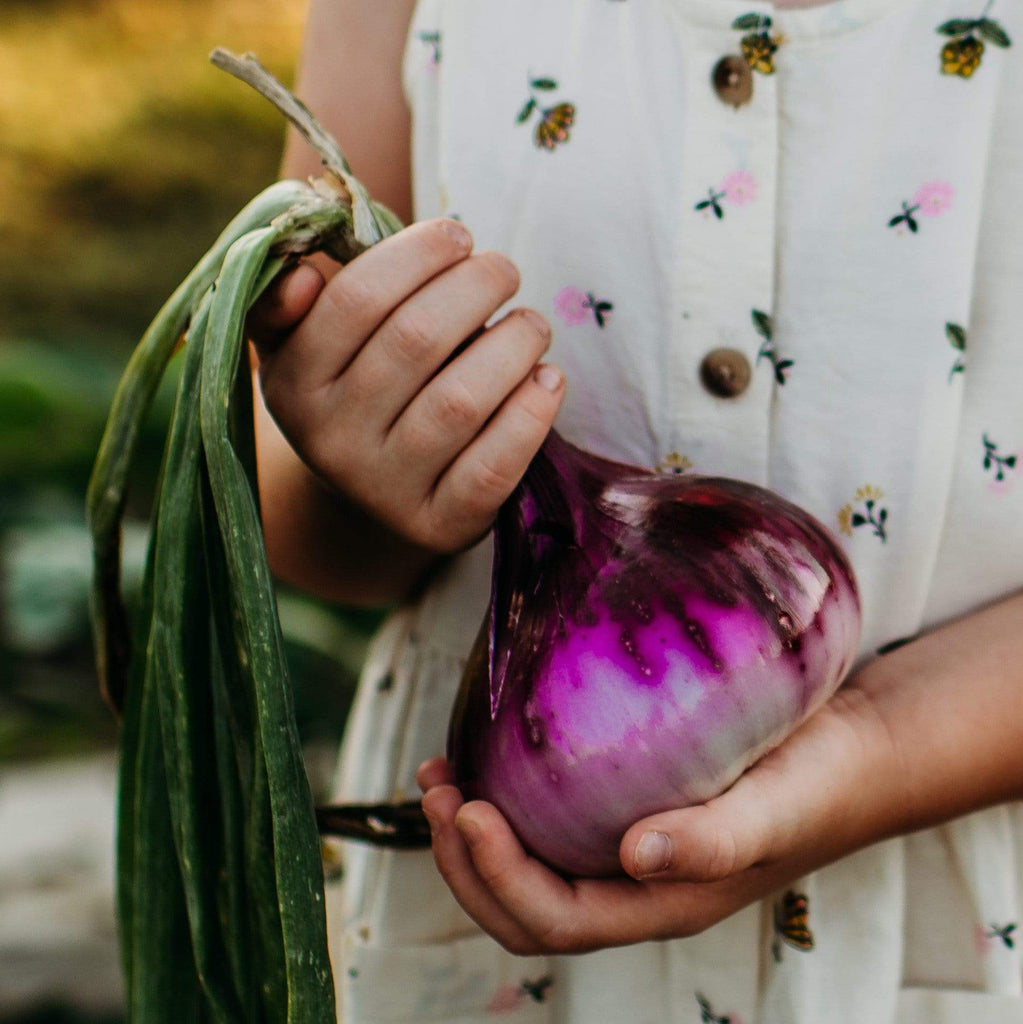 Red Wethersfield Onion Seeds