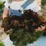 Ruby Red Leaf Lettuce