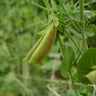 Spring Blush Sugar Snap Pea