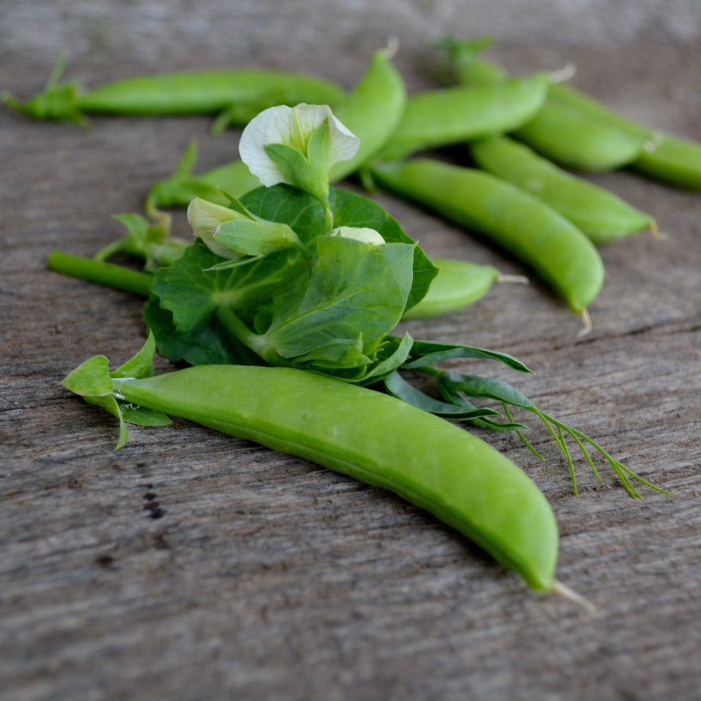 Sugar Ann Snap Pea Seeds