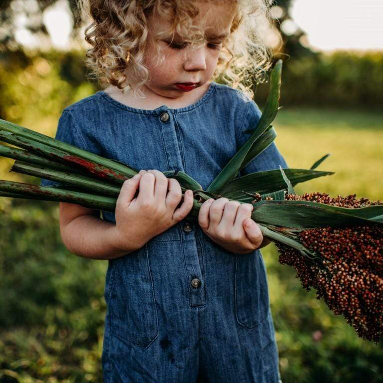 Sugar Drip Cane Sorghum