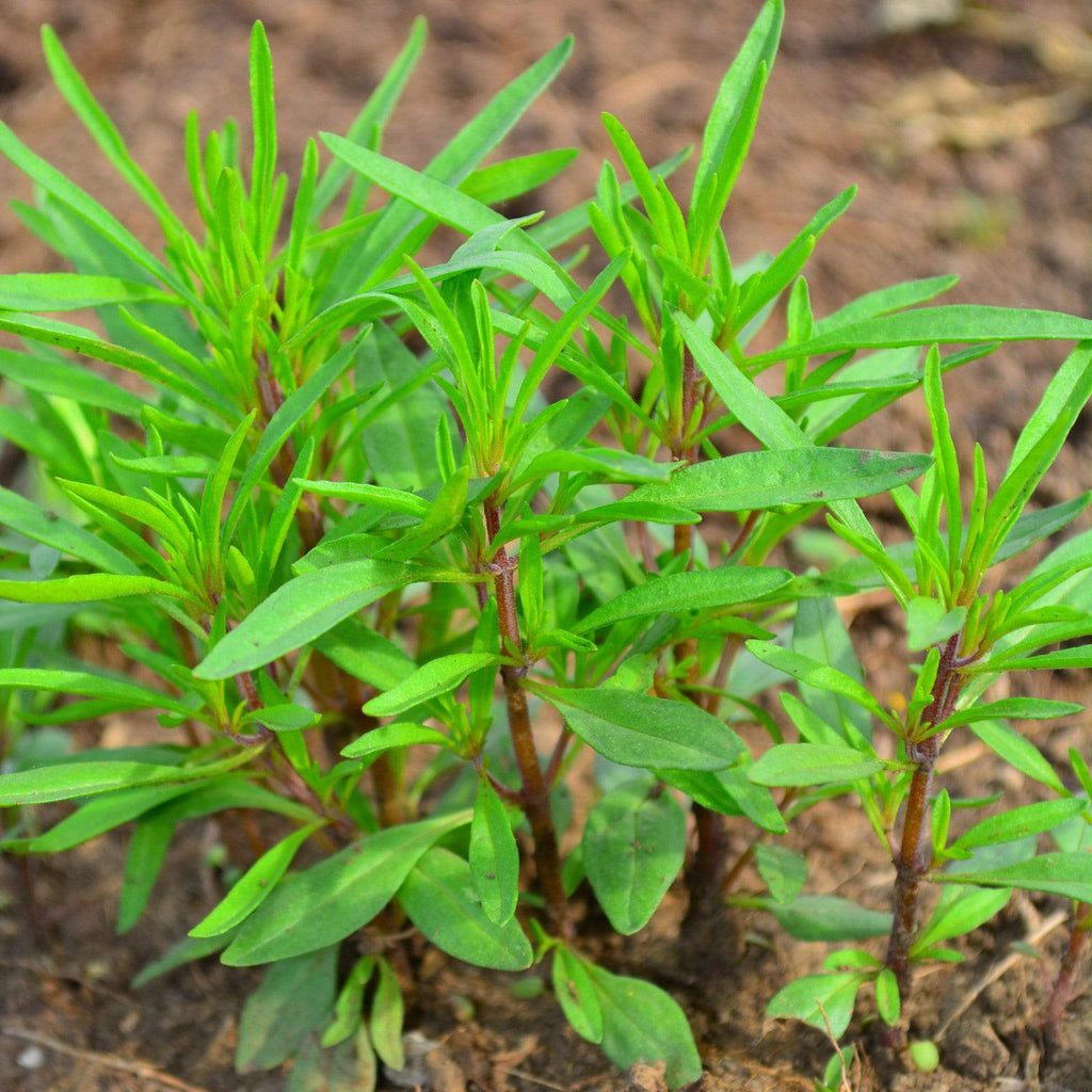 Summer Savory Seeds