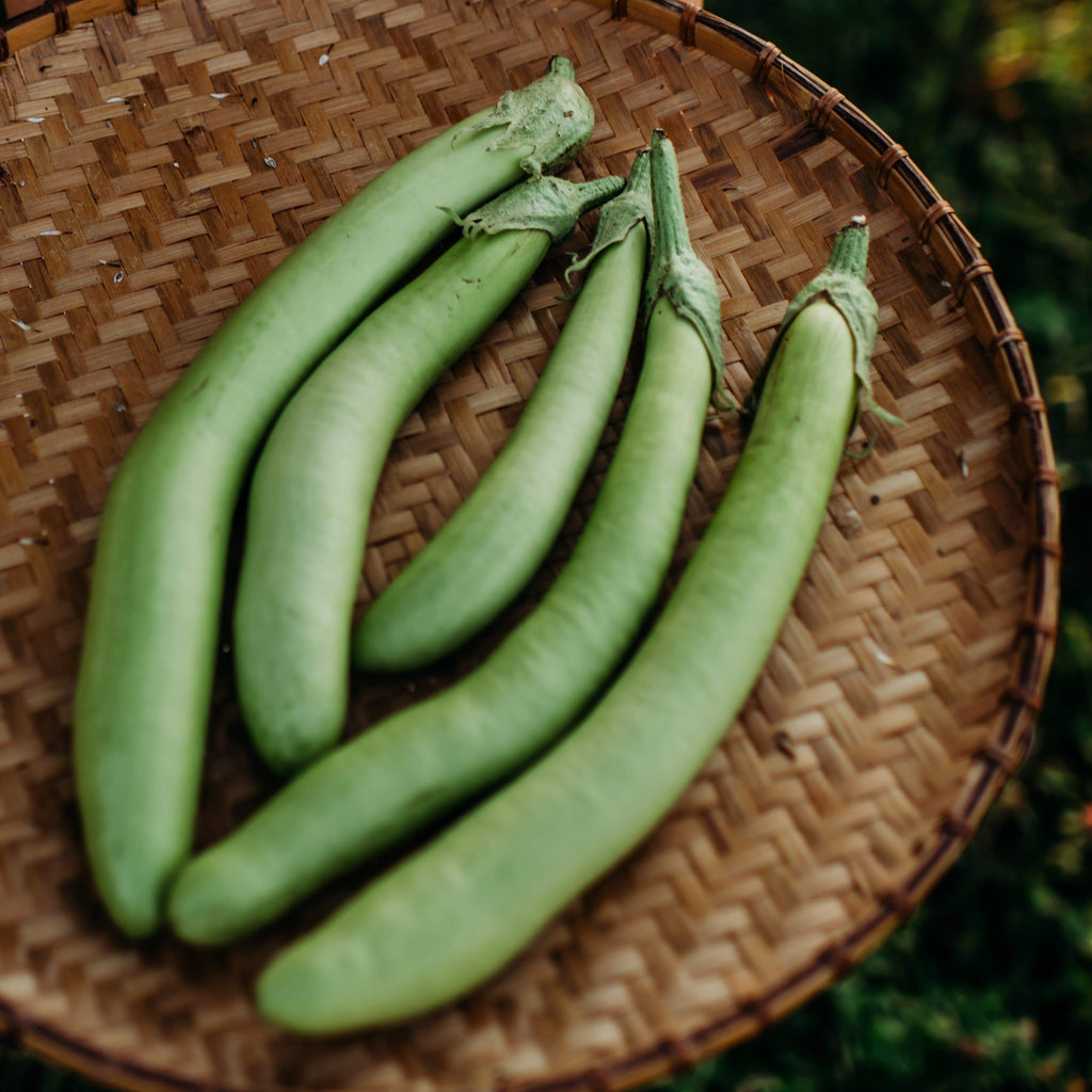 Thai Long Green Eggplant Seeds