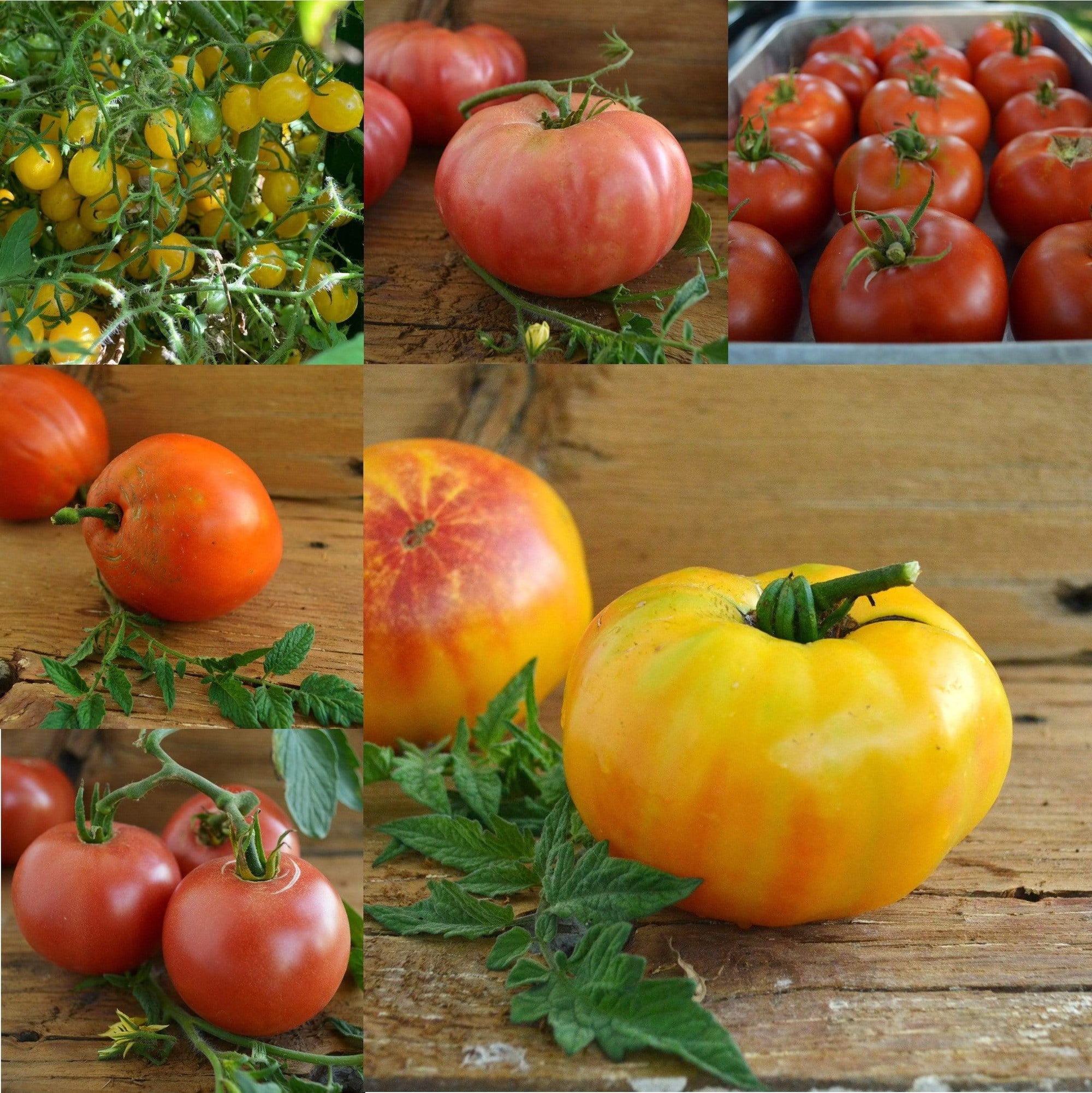 Tomato Lover's Collection