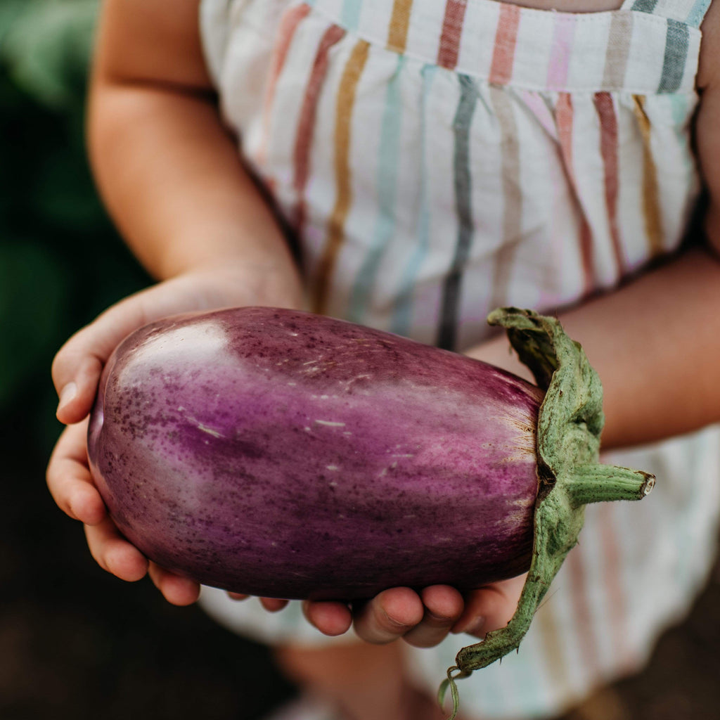 Topak Adana Eggplant Seeds