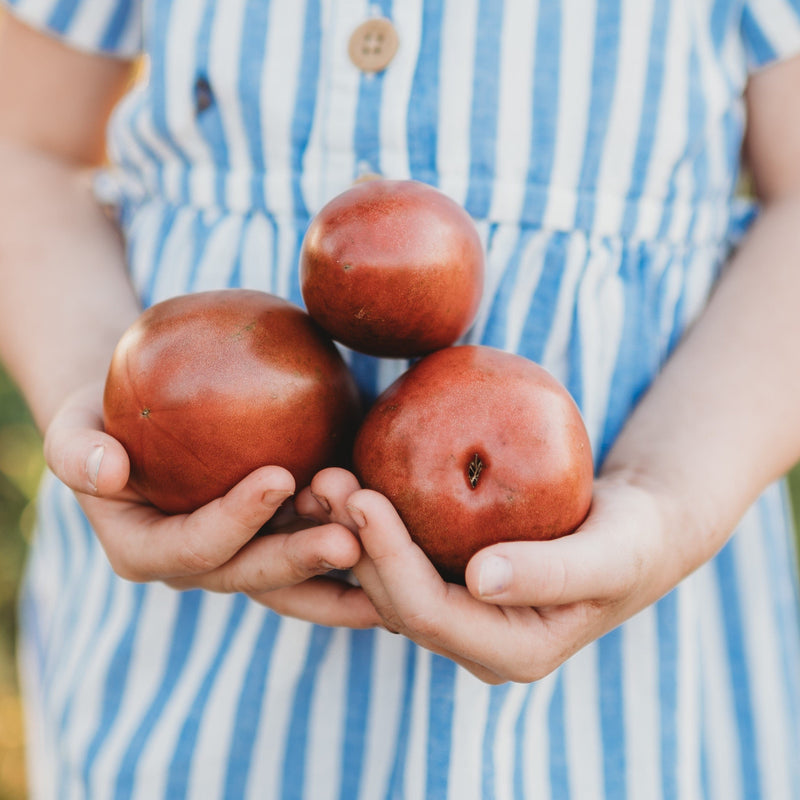 Ukrainian Purple Heirloom Paste Tomato