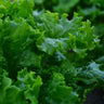 Waldmann's Leaf Lettuce