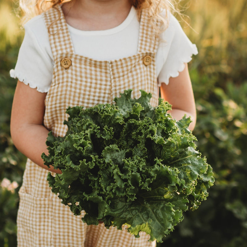 Waldmann's Leaf Lettuce