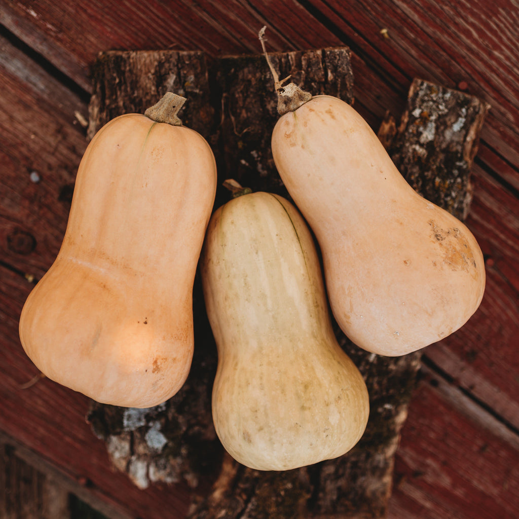 Waltham Butternut Squash Seeds