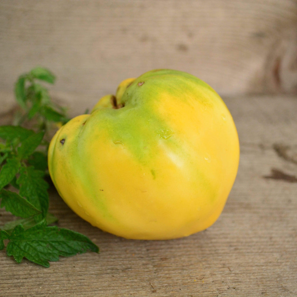 White Oxheart Tomato