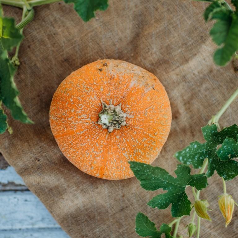 Winter Luxury Pie Pumpkin
