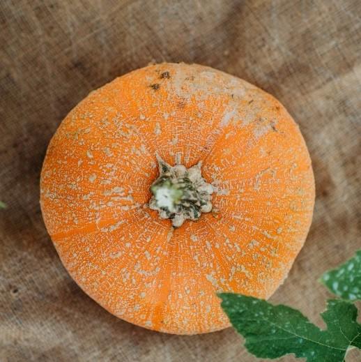 Winter Luxury Pie Pumpkin