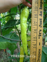 Banana Pepper, Yalova "Carliston"
